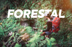 Forestal